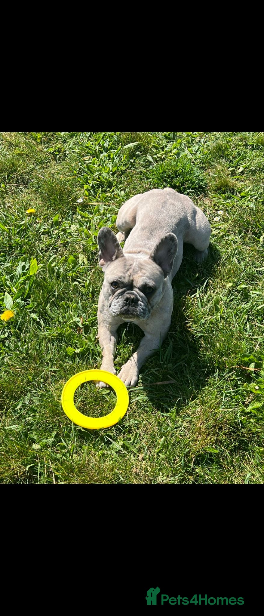 French Bulldog dogs Adorable French Bulldog for sale  - Advert 1