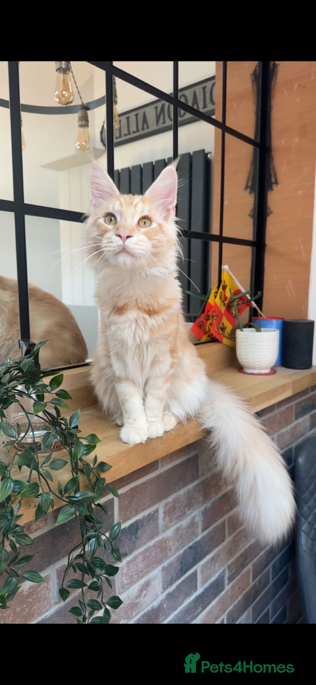 Maine Coon cats for stud: Stunning Cream Maine Coon for Stud in Corwen - Advert 6