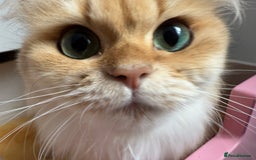 British Longhair cats for sale: Golden and Blue golden British longhairs - Image 8