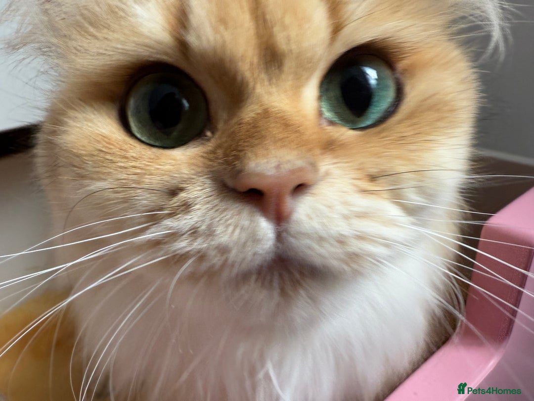 British Longhair cats for sale: Golden and Blue golden British longhairs - Image 8