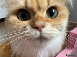 British Longhair cats - Advert 2