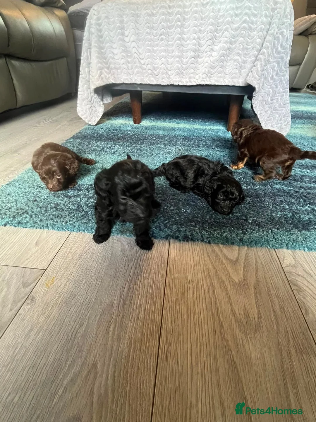 Mixed Breed dogs for sale: Cockapoo - Advert 1