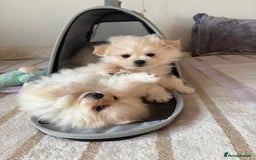 Pomapoo dogs for sale: Pomapoo Puppy - Advert 6