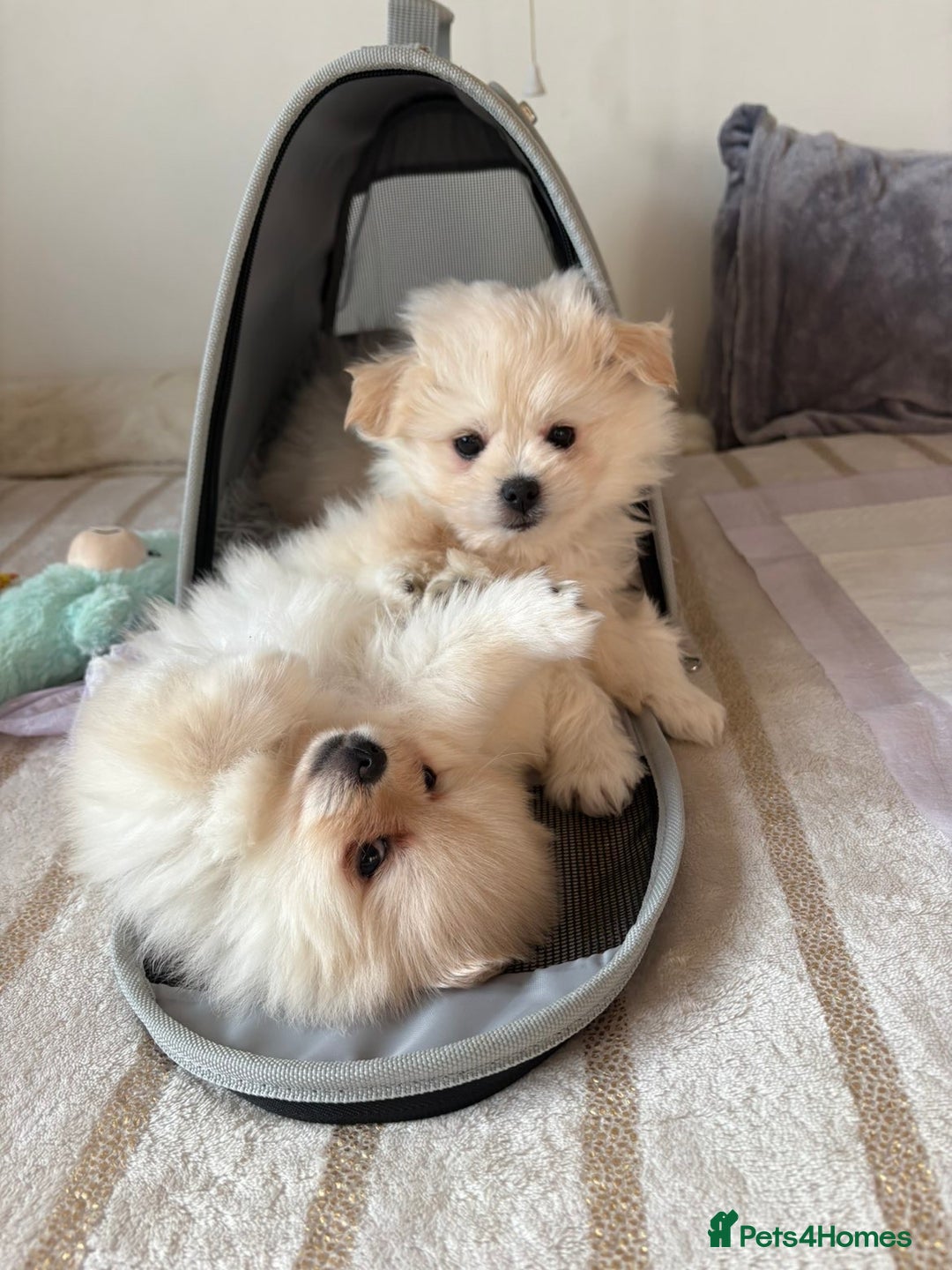 Pomapoo dogs for sale: Pomapoo Puppy - Advert 6