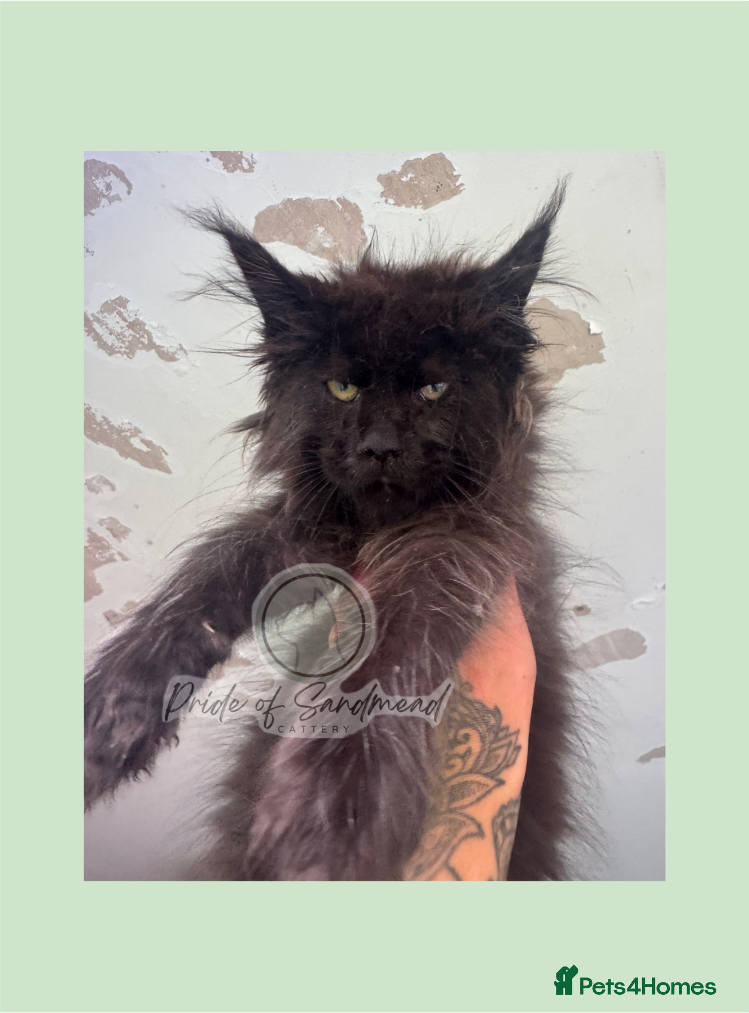 Maine Coon cats Russian Import Health Tested Loved Kittens - Advert 13
