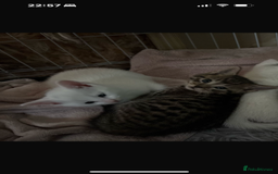 Domestic Shorthair cats for sale: Boy and Girl  - Image 3