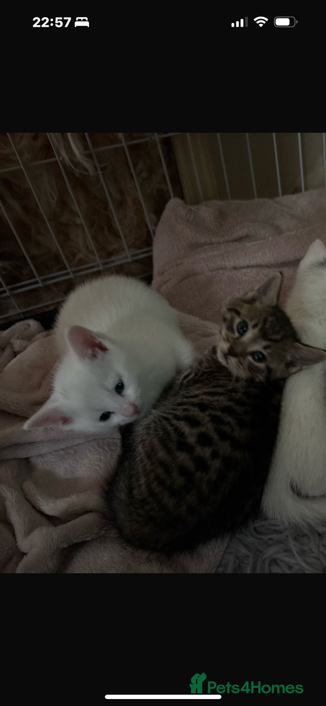 Domestic Shorthair cats for sale: Boy and Girl  - Image 3