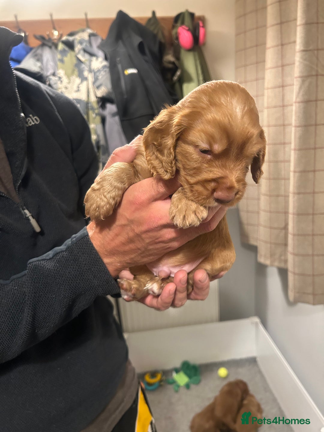 Cocker Spaniel dogs for sale: Top Quality Working Cocker Spaniels - Image 6