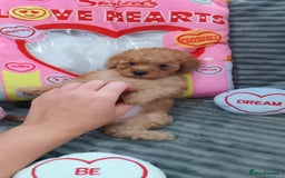 Miniature Poodle dogs for sale: Miniature red poodles 2💙2🩷 - Image 22