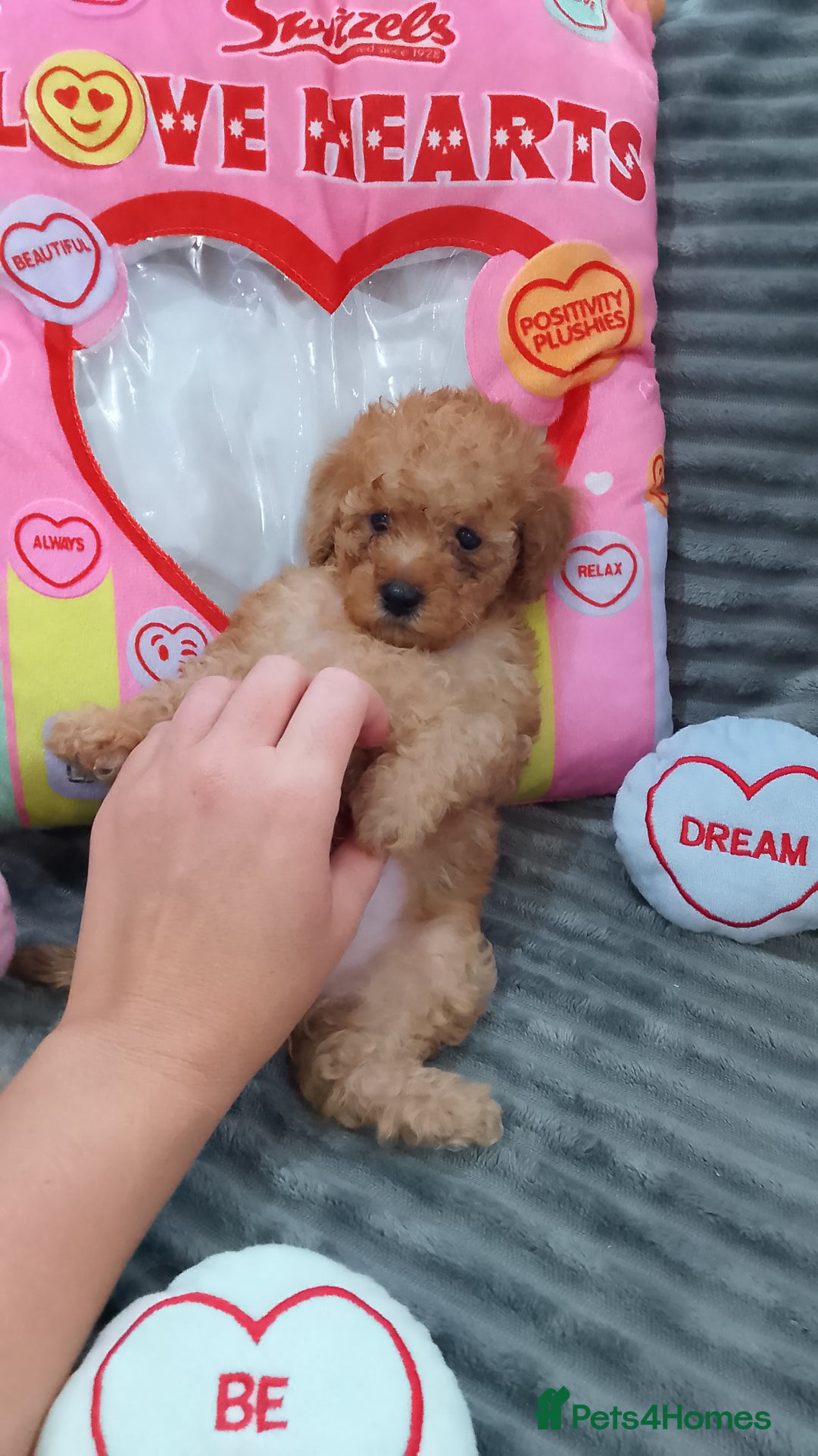 Miniature Poodle dogs for sale: Miniature red poodles 2💙2🩷 - Image 22