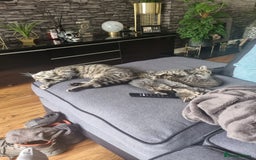 Mixed Breed cats for sale: 3 beautiful kittens for sale - Image 9