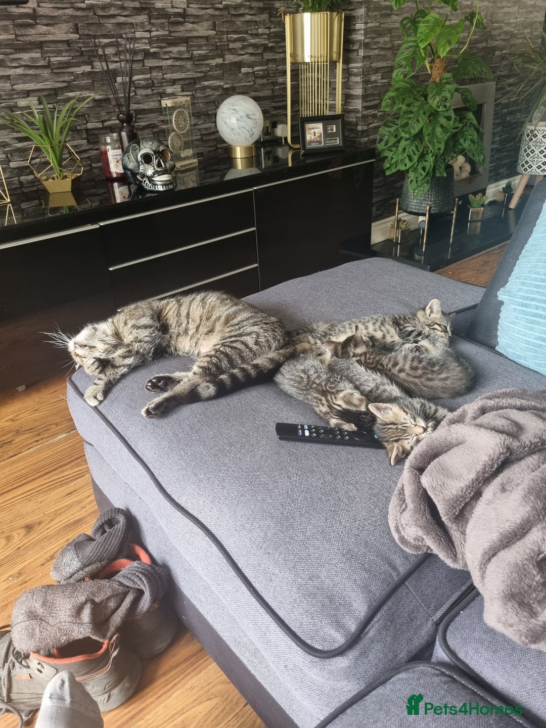 Mixed Breed cats for sale: 3 beautiful kittens for sale - Image 9