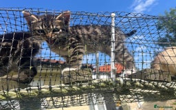 Bengal cats for sale: Bengal babies  - Image 24