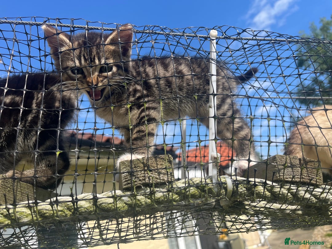 Bengal cats for sale: Bengal babies  - Image 24