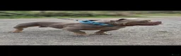American Bully dogs for stud: American Exotic Pocket Bully for STUD - Advert 3