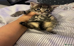 British Longhair cats for sale: 5 Adorable Kittens. Playful & Cute - Image 6