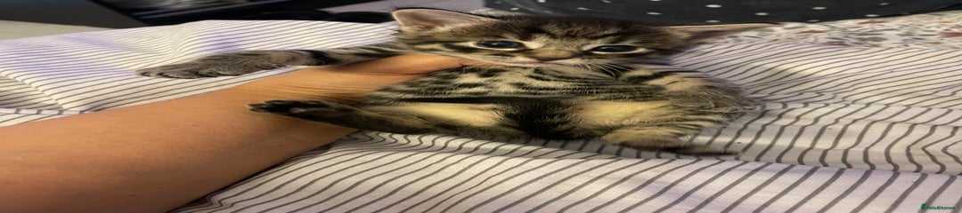 British Longhair Kitten 2