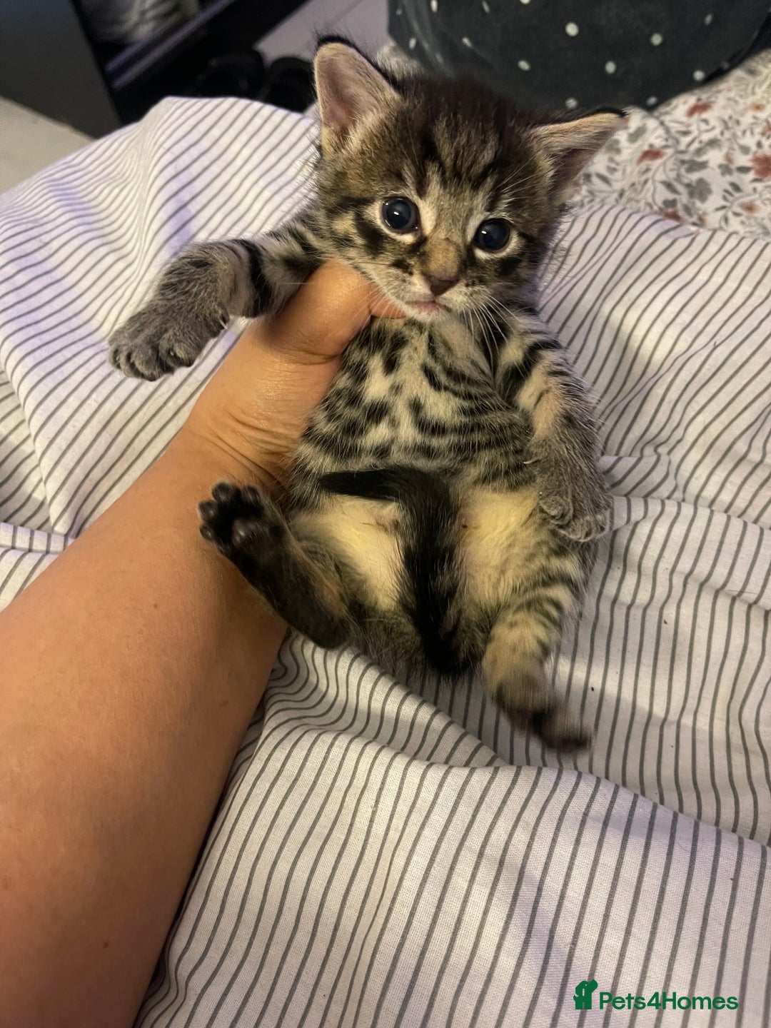 British Longhair cats for sale: 5 Adorable Kittens. Playful & Cute - Image 6