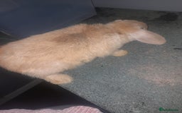 Mixed Breed rabbits for sale: 2 girls comes with everything  - Advert 6