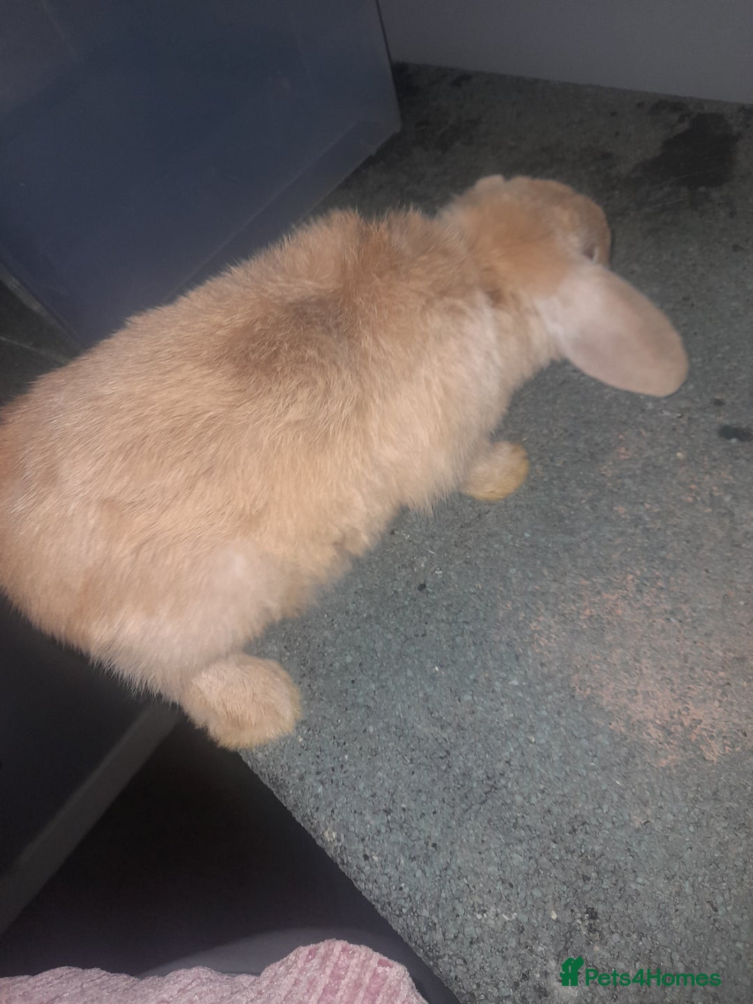 Mixed Breed rabbits for sale: 2 girls comes with everything  - Advert 6
