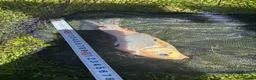 Koi Carp fish for sale: Pond closure in Dudley - Advert 9