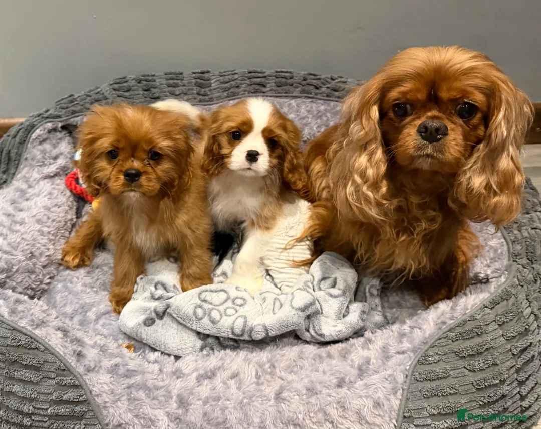 Cavalier King Charles Spaniel dogs for sale: Cavalier King Charles spaniel puppies  - Advert 4