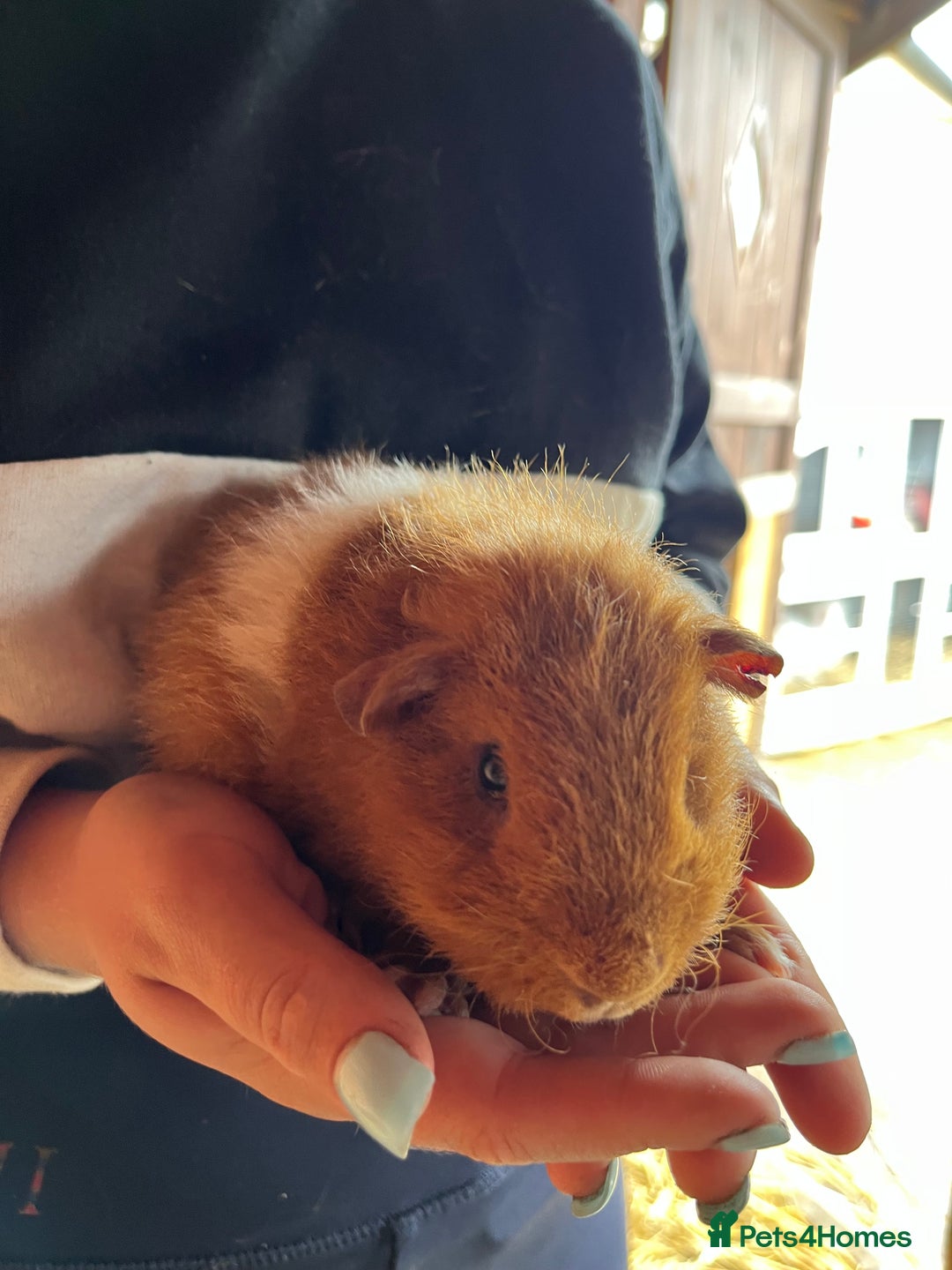 Guinea Pig rodents for sale: Gorgeous Rex baby boy guinea pigs  - Image 7