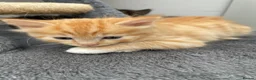 Ragdoll cats for sale: Beautiful cross Ragdoll kittens - Advert 9