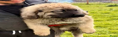 Caucasian Shepherd Dog Puppy 2