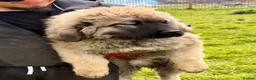 Caucasian Shepherd Dog dogs for sale: Stunning Caucasian Shepherd Ovcharka Puppies  in Lanark - Advert 6
