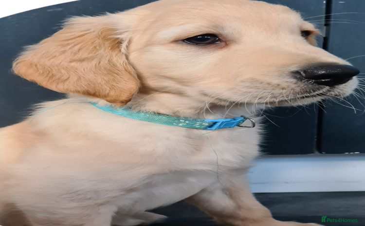 Golden Retriever dogs - Advert 10
