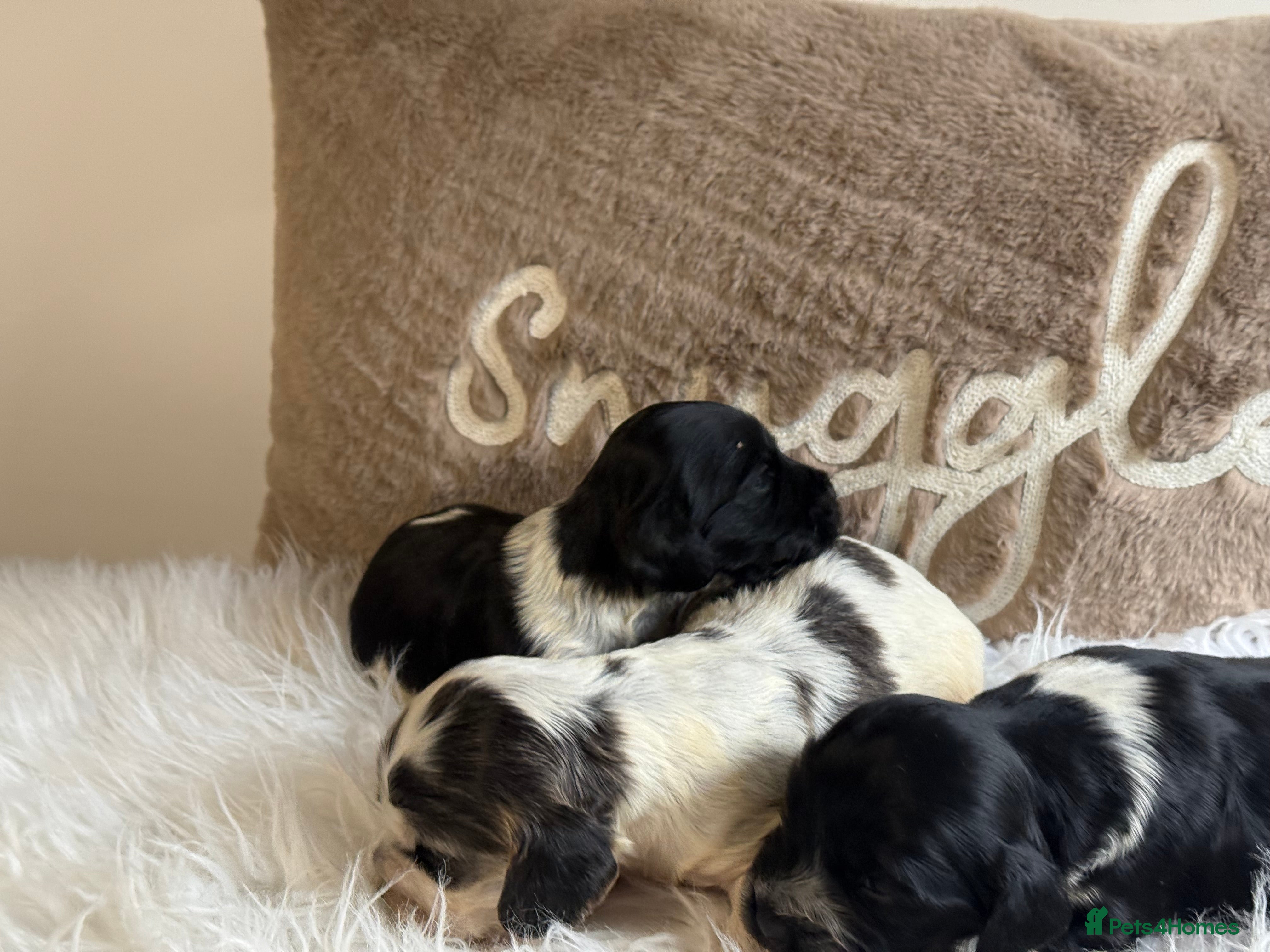 Cocker Spaniel dogs KC Show Cocker Spaniels  - Advert 2