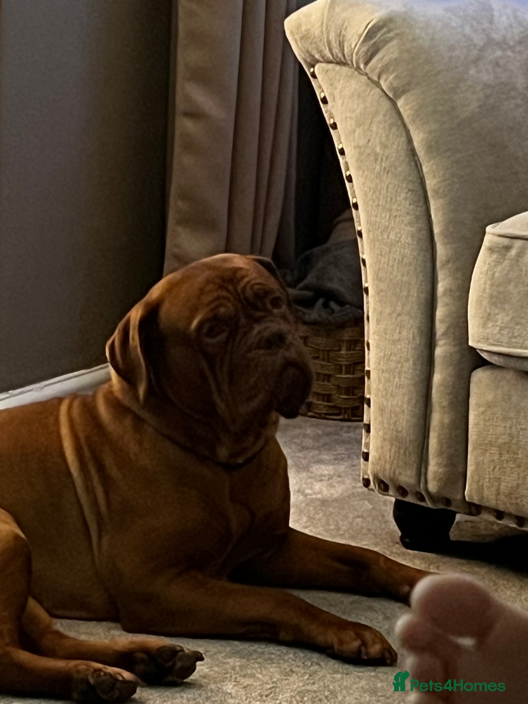 Dogue De Bordeaux dogs for sale: Dogue de Bordeaux for sale  - Advert 3
