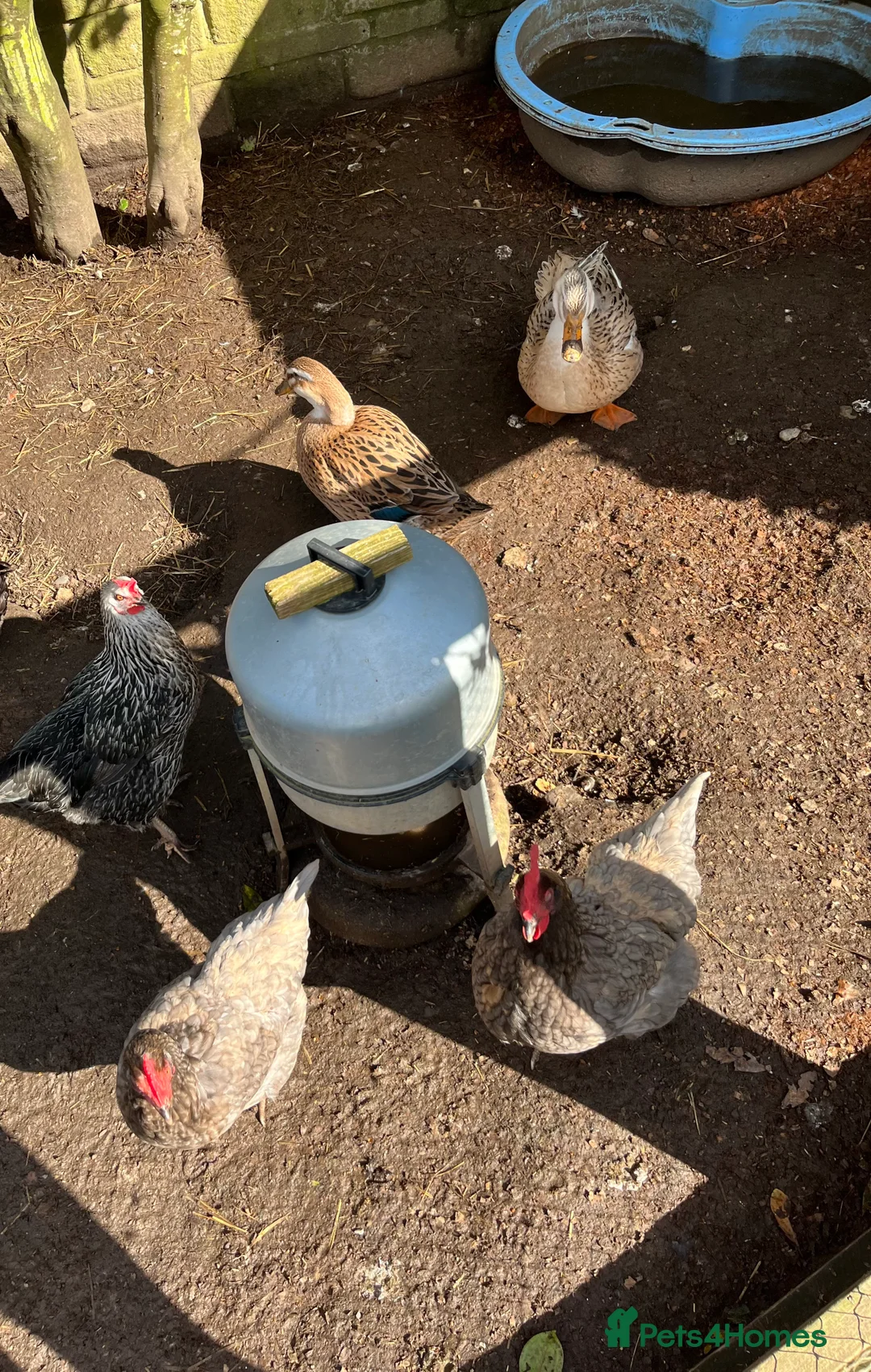 Ducks poultry for sale: 2 Ducks and 3 chickens looking for a new home in Truro - Advert 2