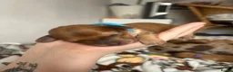 Mixed Breed dogs for sale: Mini dachshund cross  - Advert 18