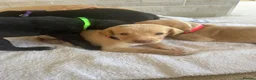 Mixed Breed dogs for sale: Fox red Labrador  - Advert 8