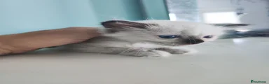 Ragdoll 4