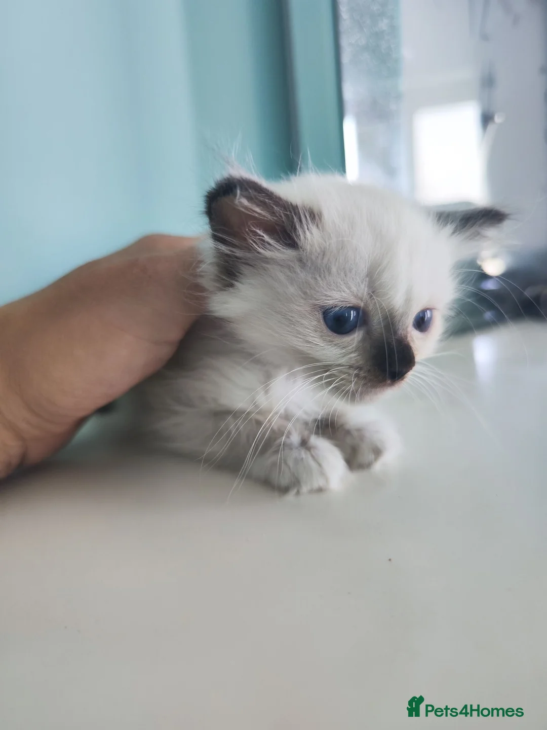 Ragdoll cats for sale: Ragdoll kittens - Advert 8