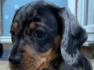 Miniature Dachshund dogs - Advert 29