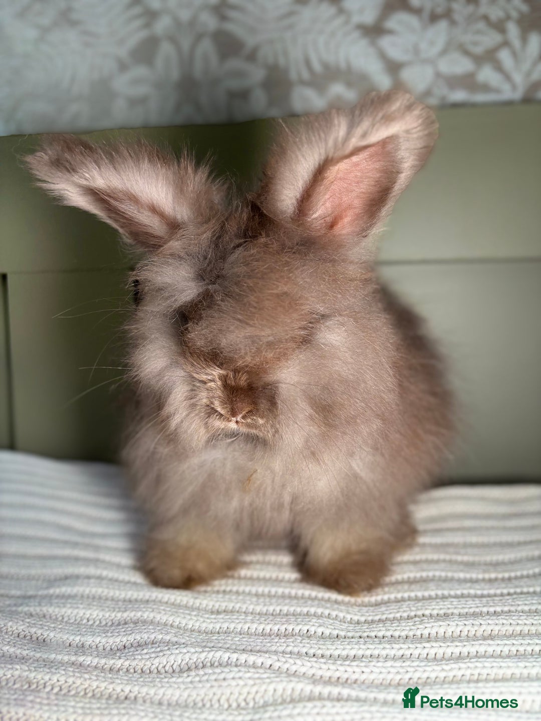 Angora rabbits for sale: Fully Vaccinated PedigreeAngora Ready next weekend - Advert 4