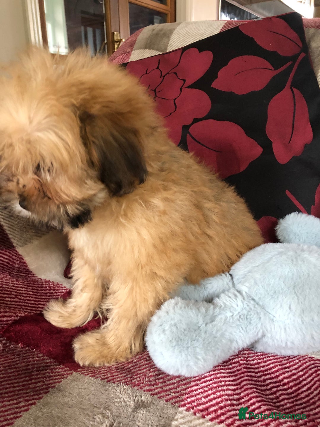 Shihpoo dogs for sale: shihpoo puppies for sale  - Image 5