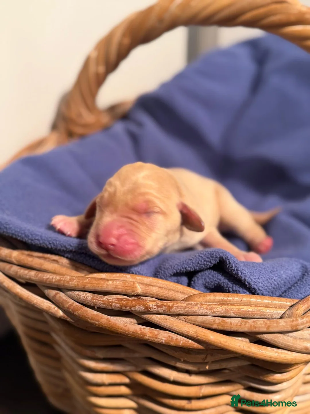 Labrador Retriever dogs for sale: 1st Class ⭐️⭐️⭐️⭐️⭐️ Licensed - Advert 14