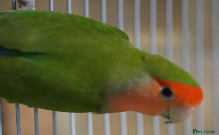Lovebirds birds - Advert 1