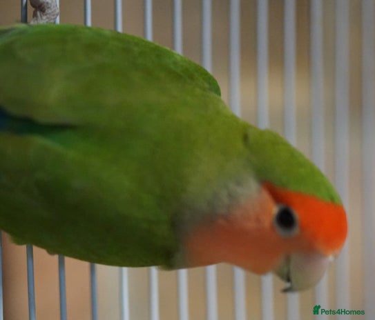 Lovebirds birds - Advert 1