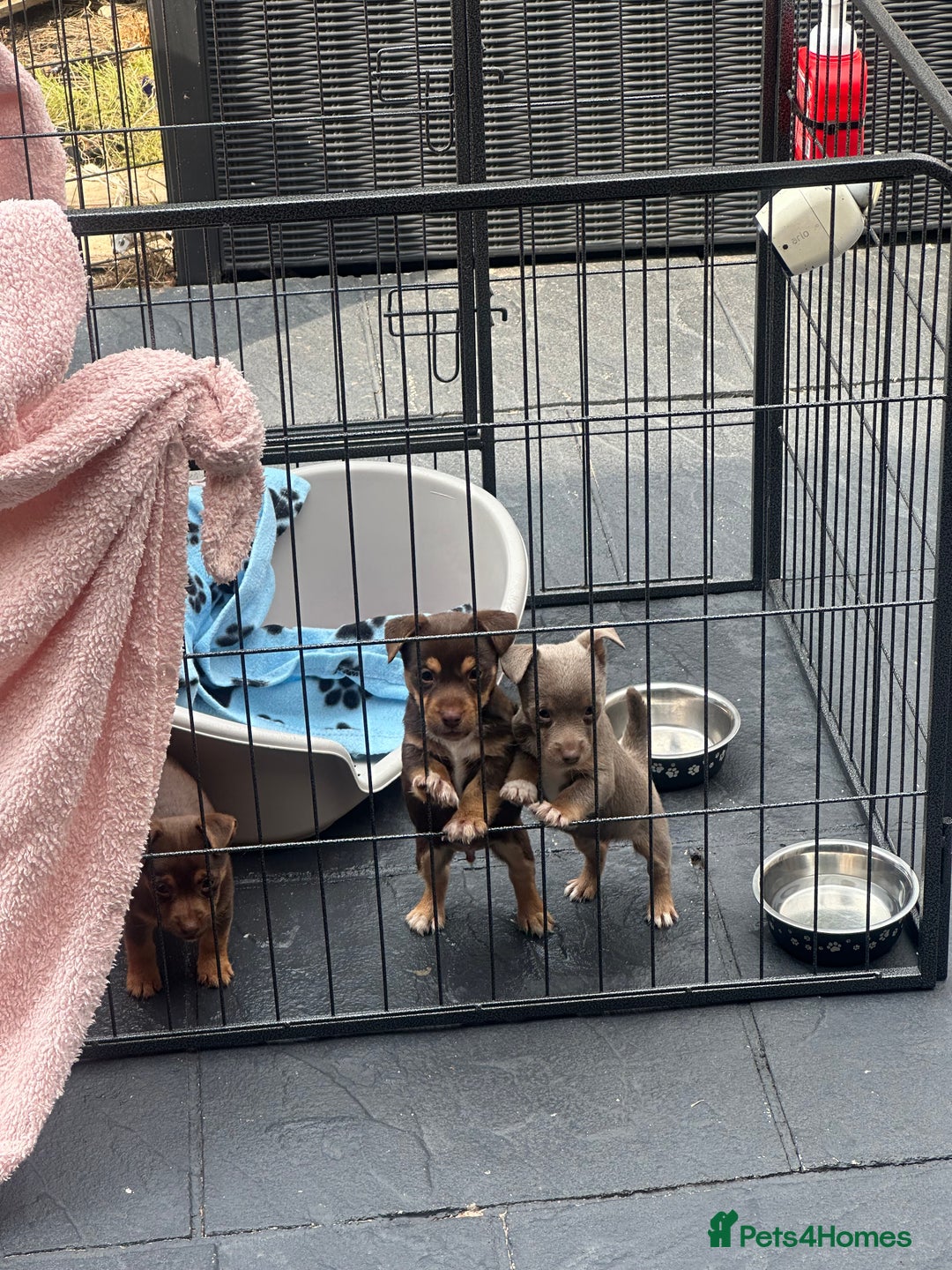 Jack Russell dogs for sale: 🐾 Adorable Jack Russell Puppies for Sale! 🐾 - Image 17