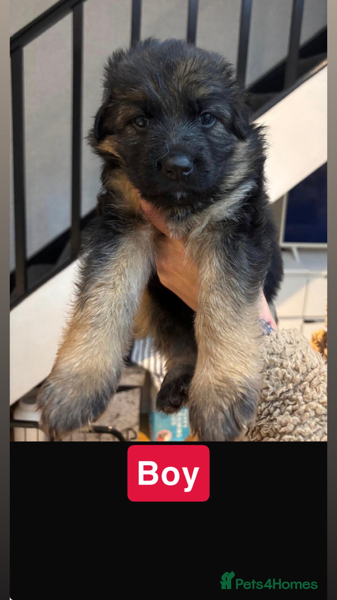 German Shepherd dogs for sale: German shepherd puppies Amber blood line  - Advert 9