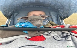 Italian Greyhound dogs for sale: Last blue boy kc reg ready now fully vaccinated  - Image 27