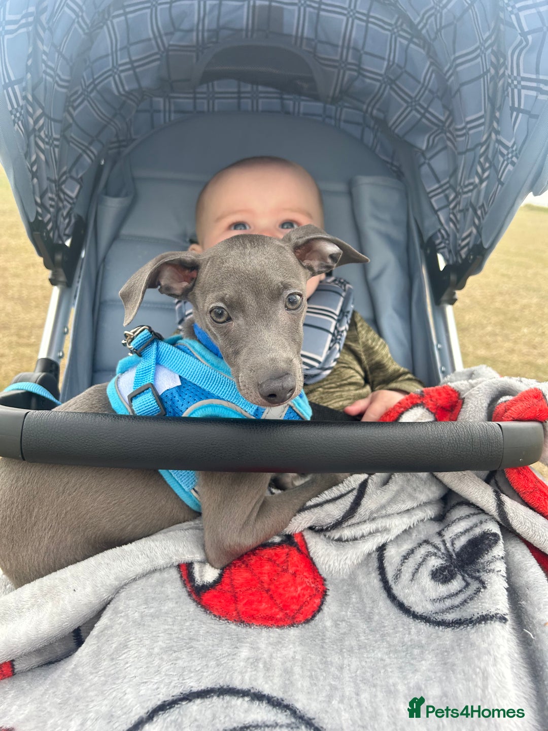 Italian Greyhound dogs for sale: Last blue boy kc reg ready now fully vaccinated  - Image 27