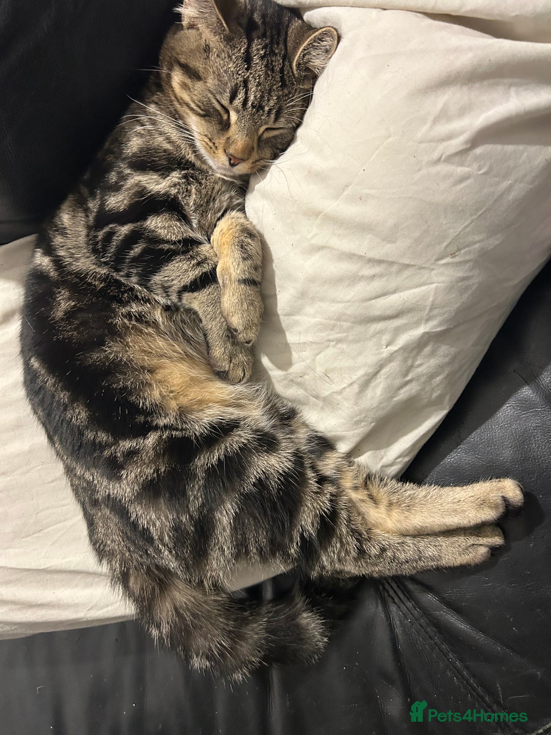 Bengal cats for sale: 5 month old tabby - Image 2