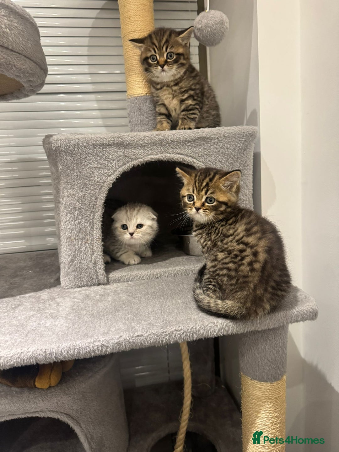 British Shorthair cats for sale: Adorable British Shorthair Male Kittens for Sale. - Advert 7